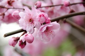 Flowers in Springtime