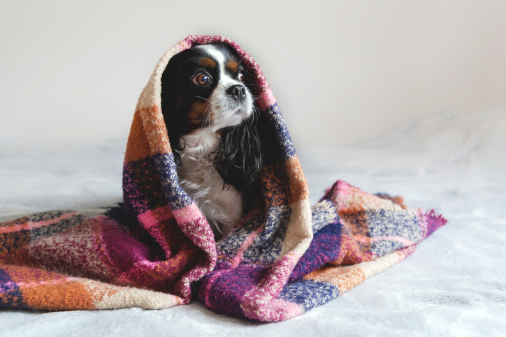 Winter Blankets: How to Choose the Best Blanket Material for Winter